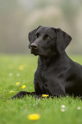 Landhaus Brugger 아파트 *